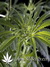 Arjan's Haze №2 fem - семена конопли от Green House Seeds