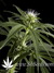 Arjan's Haze №2 fem - семена конопли от Green House Seeds