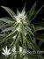 Arjan's Haze №2 fem - семена конопли от Green House Seeds