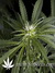 Arjan's Haze №2 fem - семена конопли от Green House Seeds