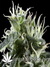 Arjan's Haze №2 fem - семена конопли от Green House Seeds