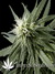 Arjan's Haze №2 fem - семена конопли от Green House Seeds