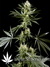 Arjan's Haze №2 fem - семена конопли от Green House Seeds