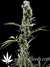 Arjan's Haze №2 fem - семена конопли от Green House Seeds