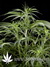 Arjan's Haze №3 fem - семена конопли от Green House Seeds