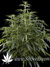 Arjan's Haze №3 fem - семена конопли от Green House Seeds