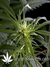 Arjan's Haze №3 fem - семена конопли от Green House Seeds