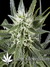 Arjan's Haze №3 fem - семена конопли от Green House Seeds