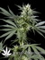 Arjan's Haze №3 fem - семена конопли от Green House Seeds