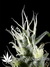 Arjan's Haze №3 fem - семена конопли от Green House Seeds