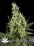 Arjan's Haze №3 fem - семена конопли от Green House Seeds