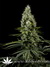 Arjan's Haze №3 fem - семена конопли от Green House Seeds