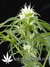 Arjan's Ultra Haze №1 fem - семена конопли от Green House Seeds