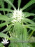 Arjan's Ultra Haze №1 fem - семена конопли от Green House Seeds