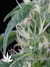 Arjan's Ultra Haze №1 fem - семена конопли от Green House Seeds