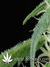 Arjan's Ultra Haze №1 fem - семена конопли от Green House Seeds