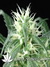 Arjan's Ultra Haze №1 fem - семена конопли от Green House Seeds