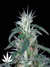 Arjan's Ultra Haze №1 fem - семена конопли от Green House Seeds