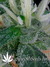 Arjan's Ultra Haze №1 fem - семена конопли от Green House Seeds