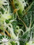 Arjan's Ultra Haze №1 fem - семена конопли от Green House Seeds