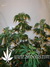 Arjan's Ultra Haze №2 fem - семена конопли от Green House Seeds
