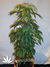 Arjan's Ultra Haze №2 fem - семена конопли от Green House Seeds