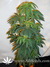 Arjan's Ultra Haze №2 fem - семена конопли от Green House Seeds