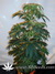 Arjan's Ultra Haze №2 fem - семена конопли от Green House Seeds