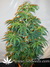 Arjan's Ultra Haze №2 fem - семена конопли от Green House Seeds