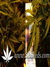 Arjan's Ultra Haze №2 fem - семена конопли от Green House Seeds