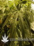 Arjan's Ultra Haze №2 fem - семена конопли от Green House Seeds