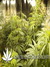 Arjan's Ultra Haze №2 fem - семена конопли от Green House Seeds