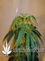 Arjan's Ultra Haze №2 fem - семена конопли от Green House Seeds