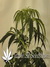 Arjan's Ultra Haze №2 fem - семена конопли от Green House Seeds