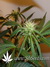 Arjan's Ultra Haze №2 fem - семена конопли от Green House Seeds