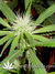 Arjan's Ultra Haze №2 fem - семена конопли от Green House Seeds