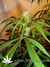 Arjan's Ultra Haze №2 fem - семена конопли от Green House Seeds