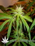 Arjan's Ultra Haze №2 fem - семена конопли от Green House Seeds