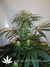 Arjan's Ultra Haze №2 fem - семена конопли от Green House Seeds