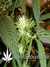 Arjan's Ultra Haze №2 fem - семена конопли от Green House Seeds