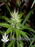 Arjan's Ultra Haze №2 fem - семена конопли от Green House Seeds