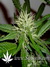 Arjan's Ultra Haze №2 fem - семена конопли от Green House Seeds
