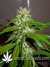 Arjan's Ultra Haze №2 fem - семена конопли от Green House Seeds