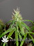Arjan's Ultra Haze №2 fem - семена конопли от Green House Seeds