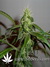 Arjan's Ultra Haze №2 fem - семена конопли от Green House Seeds