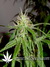 Arjan's Ultra Haze №2 fem - семена конопли от Green House Seeds
