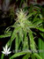 Arjan's Ultra Haze №2 fem - семена конопли от Green House Seeds