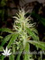 Arjan's Ultra Haze №2 fem - семена конопли от Green House Seeds