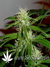 Arjan's Ultra Haze №2 fem - семена конопли от Green House Seeds
