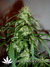 Arjan's Ultra Haze №2 fem - семена конопли от Green House Seeds